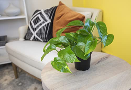 Golden Pothos Plant Live House Plant Live Plants, Trailing Plants Live Houseplants, Golden Pothos Live Plant Houseplant, Live Pothos Devils Ivy Live Plant Money Plant Indoor Plants by Plants for Pets