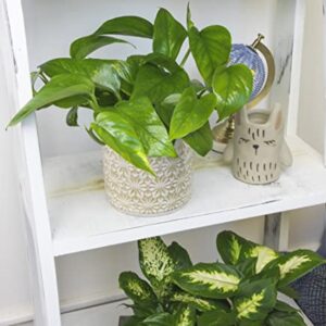 Golden Pothos Plant Live House Plant Live Plants, Trailing Plants Live Houseplants, Golden Pothos Live Plant Houseplant, Live Pothos Devils Ivy Live Plant Money Plant Indoor Plants by Plants for Pets