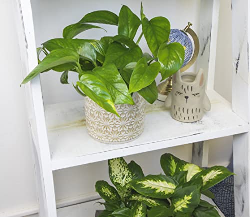 Golden Pothos Plant Live House Plant Live Plants, Trailing Plants Live Houseplants, Golden Pothos Live Plant Houseplant, Live Pothos Devils Ivy Live Plant Money Plant Indoor Plants by Plants for Pets