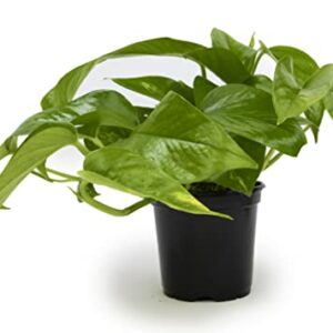 Golden Pothos Plant Live House Plant Live Plants, Trailing Plants Live Houseplants, Golden Pothos Live Plant Houseplant, Live Pothos Devils Ivy Live Plant Money Plant Indoor Plants by Plants for Pets