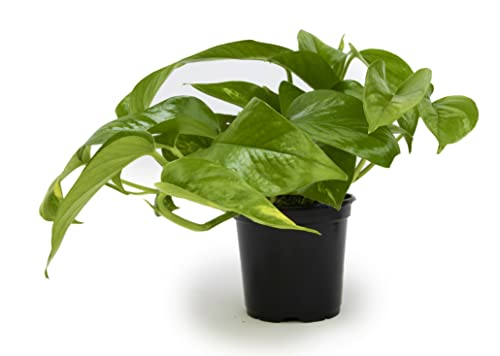 Golden Pothos Plant Live House Plant Live Plants, Trailing Plants Live Houseplants, Golden Pothos Live Plant Houseplant, Live Pothos Devils Ivy Live Plant Money Plant Indoor Plants by Plants for Pets