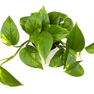 Golden Pothos Plant Live House Plant Live Plants, Trailing Plants Live Houseplants, Golden Pothos Live Plant Houseplant, Live Pothos Devils Ivy Live Plant Money Plant Indoor Plants by Plants for Pets