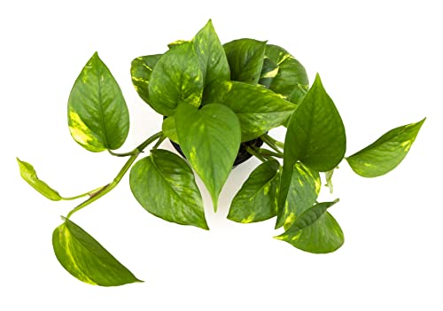 Golden Pothos Plant Live House Plant Live Plants, Trailing Plants Live Houseplants, Golden Pothos Live Plant Houseplant, Live Pothos Devils Ivy Live Plant Money Plant Indoor Plants by Plants for Pets