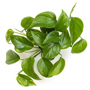 Golden Pothos Plant Live House Plant Live Plants, Trailing Plants Live Houseplants, Golden Pothos Live Plant Houseplant, Live Pothos Devils Ivy Live Plant Money Plant Indoor Plants by Plants for Pets