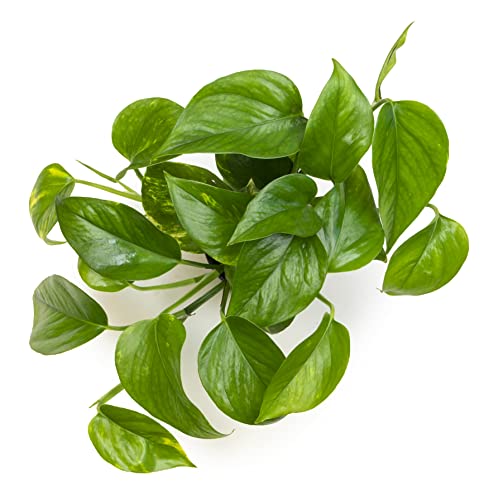 Golden Pothos Plant Live House Plant Live Plants, Trailing Plants Live Houseplants, Golden Pothos Live Plant Houseplant, Live Pothos Devils Ivy Live Plant Money Plant Indoor Plants by Plants for Pets