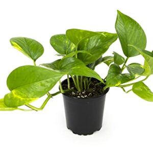 Golden Pothos Plant Live House Plant Live Plants, Trailing Plants Live Houseplants, Golden Pothos Live Plant Houseplant, Live Pothos Devils Ivy Live Plant Money Plant Indoor Plants by Plants for Pets