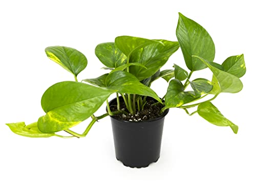 Golden Pothos Plant Live House Plant Live Plants, Trailing Plants Live Houseplants, Golden Pothos Live Plant Houseplant, Live Pothos Devils Ivy Live Plant Money Plant Indoor Plants by Plants for Pets