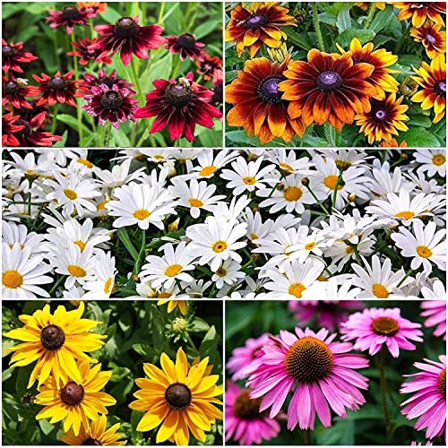 1300+ Black Eyed Susan Flower Coneflower Seeds for Planting - Includes Gloriosa Daisy Rudbeckia Hirta, Carpet Creeeping Daisy and Purple Coneflower Seeds