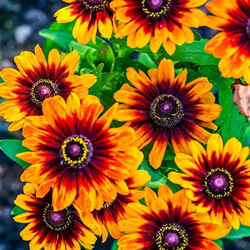 1300+ Black Eyed Susan Flower Coneflower Seeds for Planting - Includes Gloriosa Daisy Rudbeckia Hirta, Carpet Creeeping Daisy and Purple Coneflower Seeds