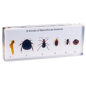 resin insect specimen set, science toys for kids aged 3-12 (6 kinds of beneficial insect)