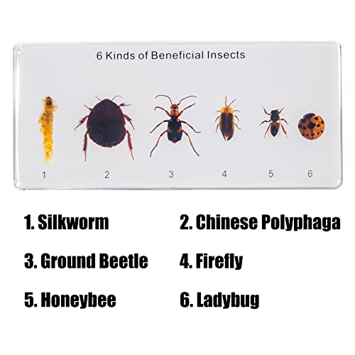Resin Insect Specimen Set, Science Toys for Kids Aged 3-12 (6 Kinds of Beneficial Insect)