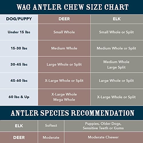 Amazon Brand - Wag Elk Antler - Whole - X-Large 9.5-10.5 inches (Best for Dogs over 45 lbs)