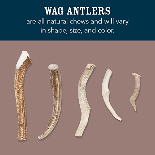 Amazon Brand - Wag Elk Antler - Whole - X-Large 9.5-10.5 inches (Best for Dogs over 45 lbs)