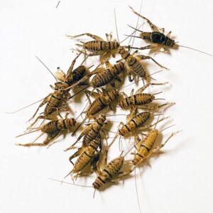 nutricricket 110 live banded crickets (small (1/4" - 3/8"))