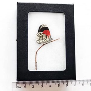 bicbugs diaethria clymena nature pose 88 red black white butterfly peru framed