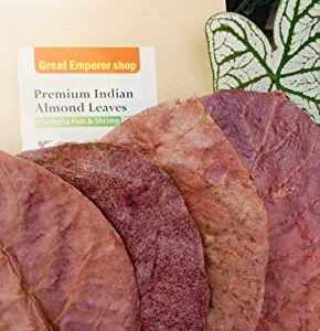 Pufa Great Emperor shop Premium Indian Almond Leaves Medium Catappa for Betta Fish & Shrimps|Best / Shrimp |Indian Almonds Naturally sourced Help Boost immunity 65g.