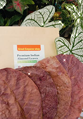 Pufa Great Emperor shop Premium Indian Almond Leaves Medium Catappa for Betta Fish & Shrimps|Best / Shrimp |Indian Almonds Naturally sourced Help Boost immunity 65g.