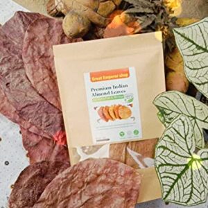 Pufa Great Emperor shop Premium Indian Almond Leaves Medium Catappa for Betta Fish & Shrimps|Best / Shrimp |Indian Almonds Naturally sourced Help Boost immunity 65g.