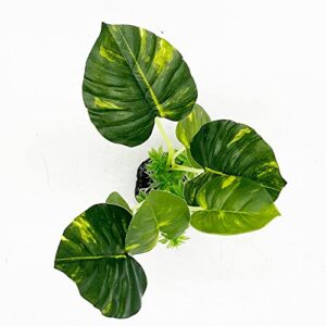 Smoothedo-Pets Aquarium Plants Fish Tank Decorations Plastic Artificial Plant Goldfish Waterscape Betta Fish Hides/Rest (Rainforest Leaf)