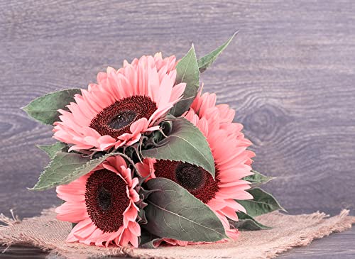 100pcs Pink Sunflower Seeds for Planting, Heirloom and Non-GMO Seeds, Easy to Plant and Grow, Outdoor Garden and Bonsai Plants