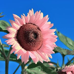 100pcs Pink Sunflower Seeds for Planting, Heirloom and Non-GMO Seeds, Easy to Plant and Grow, Outdoor Garden and Bonsai Plants