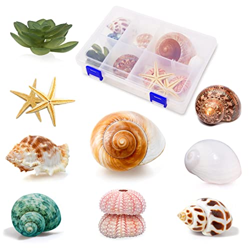 Hermit Crab Shells Medium to Large 0.51-1.18 Inch Assorted Opening Size Natural Turbo Seashells with Decoration Plan and Calcium Supplement