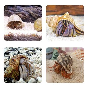 Hermit Crab Shells Medium to Large 0.51-1.18 Inch Assorted Opening Size Natural Turbo Seashells with Decoration Plan and Calcium Supplement