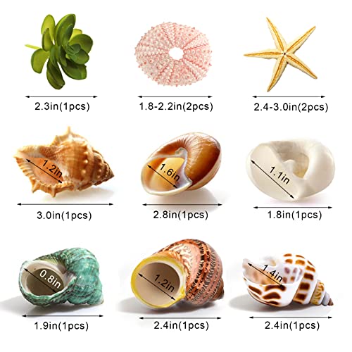 Hermit Crab Shells Medium to Large 0.51-1.18 Inch Assorted Opening Size Natural Turbo Seashells with Decoration Plan and Calcium Supplement