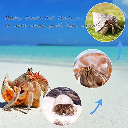Hermit Crab Shells Small to Medium 1/2-3/4 Inches Assorted Opening Sizes Natural Turbo Shells No Painted Snail Seashells 11pcs with Artificial Plants Starfish and Decorations