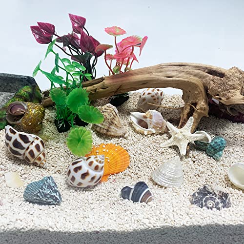 Hermit Crab Shells Small to Medium 1/2-3/4 Inches Assorted Opening Sizes Natural Turbo Shells No Painted Snail Seashells 11pcs with Artificial Plants Starfish and Decorations