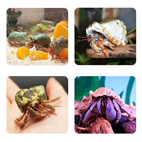 Hermit Crab Shells Small to Medium 1/2-3/4 Inches Assorted Opening Sizes Natural Turbo Shells No Painted Snail Seashells 11pcs with Artificial Plants Starfish and Decorations