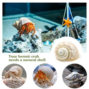 Hermit Crab Shells Small to Medium 1/2-3/4 Inches Assorted Opening Sizes Natural Turbo Shells No Painted Snail Seashells 11pcs with Artificial Plants Starfish and Decorations