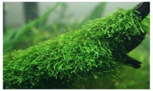 marcus fish tanks java moss taxiphyllum barbieri live aquarium moss aquatic plants vesicularia dubyana buy 2 get 1 extra