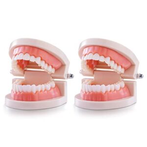 teeth model, premium dental adult standard tooth model mouth supplies for dentist students kids practice teaching studying display education demonstration