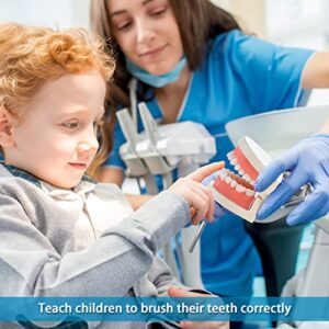 Teeth Model, Premium Dental Adult Standard Tooth Model Mouth Supplies for Dentist Students Kids Practice Teaching Studying Display Education Demonstration