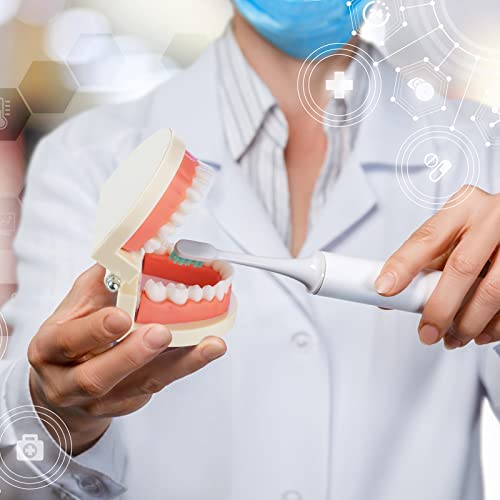 Teeth Model, Premium Dental Adult Standard Tooth Model Mouth Supplies for Dentist Students Kids Practice Teaching Studying Display Education Demonstration