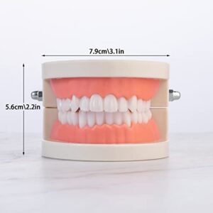 Teeth Model, Premium Dental Adult Standard Tooth Model Mouth Supplies for Dentist Students Kids Practice Teaching Studying Display Education Demonstration