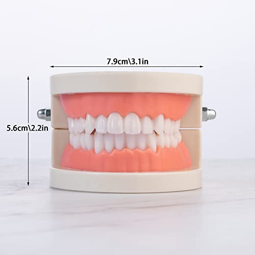 Teeth Model, Premium Dental Adult Standard Tooth Model Mouth Supplies for Dentist Students Kids Practice Teaching Studying Display Education Demonstration