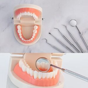 Teeth Model, Premium Dental Adult Standard Tooth Model Mouth Supplies for Dentist Students Kids Practice Teaching Studying Display Education Demonstration