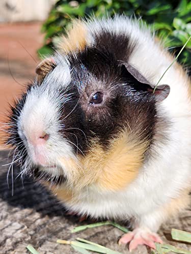 Piggies Choice Hay Feeder Natural Pine Wood Arch Guinea Pig Hay Rack with Option to Attach to Cage (Mango with Bottom)