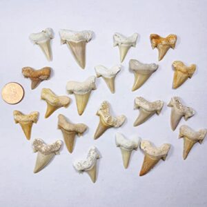 10 Medium Fossil Prehistoric Shark Teeth Collection with Information Card