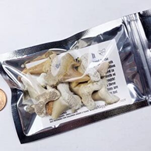 10 Medium Fossil Prehistoric Shark Teeth Collection with Information Card