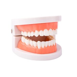 dental teeth model, standard teeth model, denture mouth model demonstration for kids dental teaching study supplies