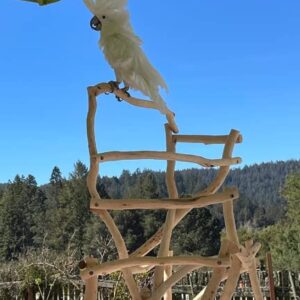 ExoticDad XS Parrot Stand - Customize Your Perch Designed Natural Dragonwood Bird Perch on Wheels Stand for Parrot, Cockatoo, Macaw, Conure, Birds, Cockatiel, African Grey - (24×36 Ft - B - 4 Ft H)