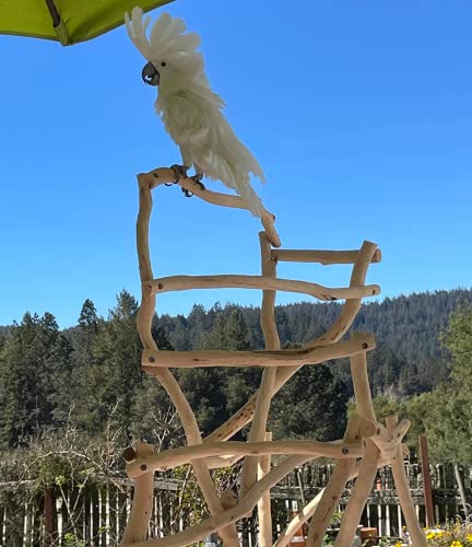 ExoticDad XS Parrot Stand - Customize Your Perch Designed Natural Dragonwood Bird Perch on Wheels Stand for Parrot, Cockatoo, Macaw, Conure, Birds, Cockatiel, African Grey - (24×36 Ft - B - 4 Ft H)