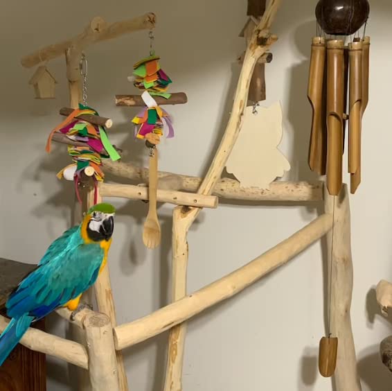 ExoticDad XS Parrot Stand - Customize Your Perch Designed Natural Dragonwood Bird Perch on Wheels Stand for Parrot, Cockatoo, Macaw, Conure, Birds, Cockatiel, African Grey - (24×36 Ft - B - 4 Ft H)