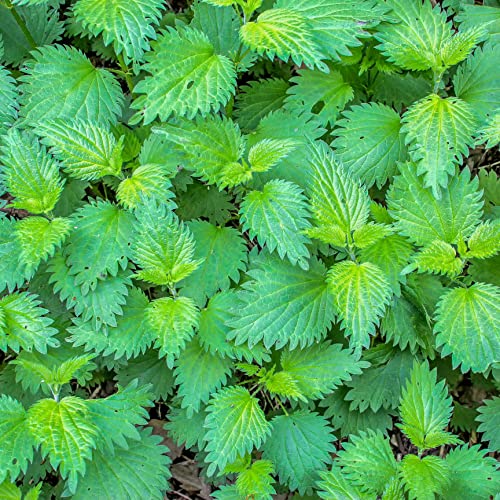 TKE Farms - Stinging Nettle Seeds for Planting, Urtica dioica, 500 mg ~ 2000 Seeds