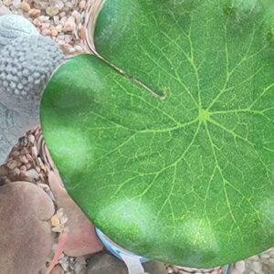 mozhixue 10pcs Artificial Floating Lotus Leaves Fake Aquarium Plants Realistic Fish Tank Plants Decorations Artificial Lily Pads for Ponds Garden Pool Decor 4inch and 5.9inch (Lotus Leaf)