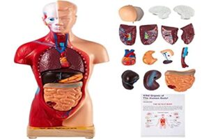 vevor human body model 15 parts 11 inch human anatomy model medical teaching anatomical skeleton model with removable organs for student kids adults, display base & product manual included