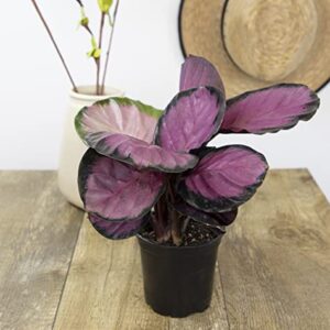 Calathea Plant Live Prayer Plant Live Indoor Plant, Calathea Live Plant Live House Plant Live Plants Indoor, Live Indoor Plants Live Houseplants Live Prayer Plants Live House Plants by Plants for Pets